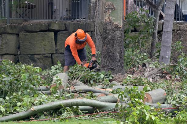 How Our Tree Care Process Works  in Silver Lake, FL